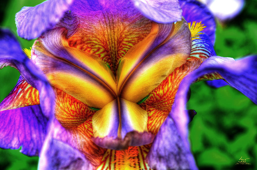 Iris Inside Photograph by Sam Davis Johnson