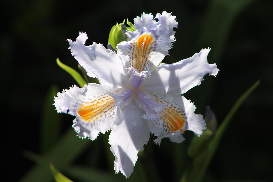 Iris Japonica Photograph