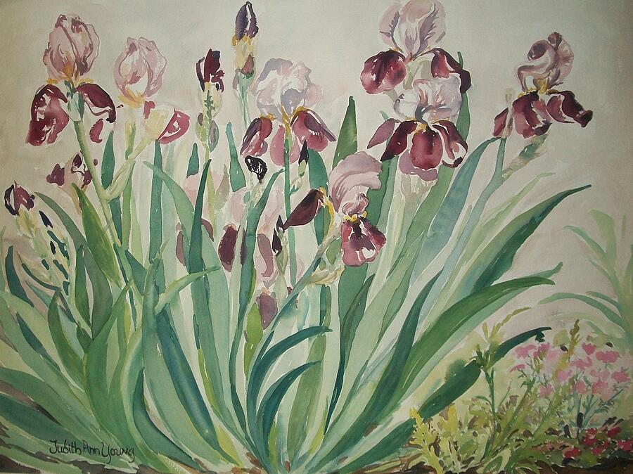Iris Painting by Judith Young