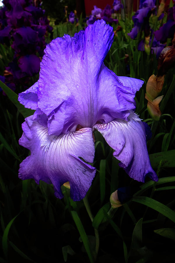 Iris Photograph by Judy Hall-Folde