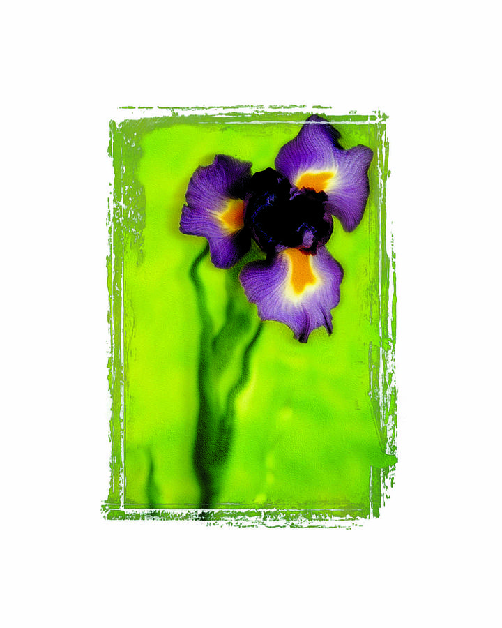 Iris Photograph - Iris by K Randall Wilcox Iris Photograph - Iris by K Randall Wilcox