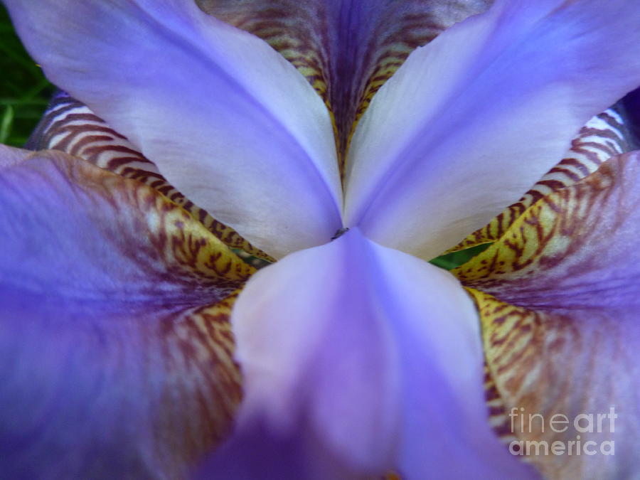Iris Kaleidoscope Abstract Photograph by Lingfai Leung