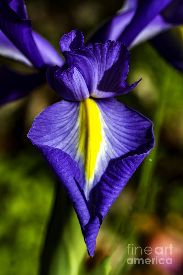 Iris  Photograph by Ken Frischkorn