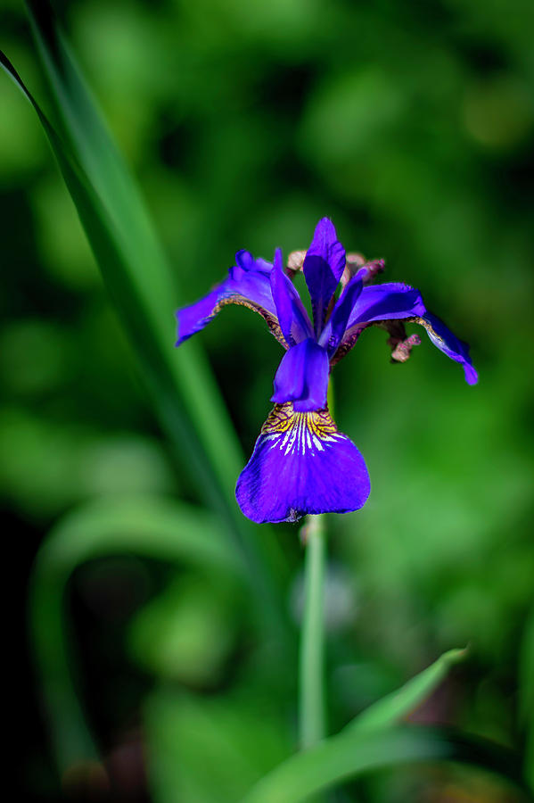 Iris Photograph by Kevin Argue