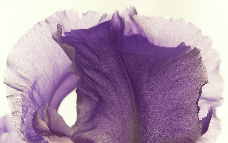 Simplicity of the Purple Iris Photograph by Kevin Schwalbe