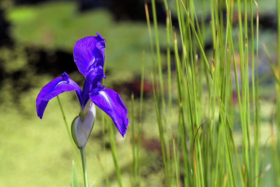Iris laevigata Flower Photograph by Michael Russell