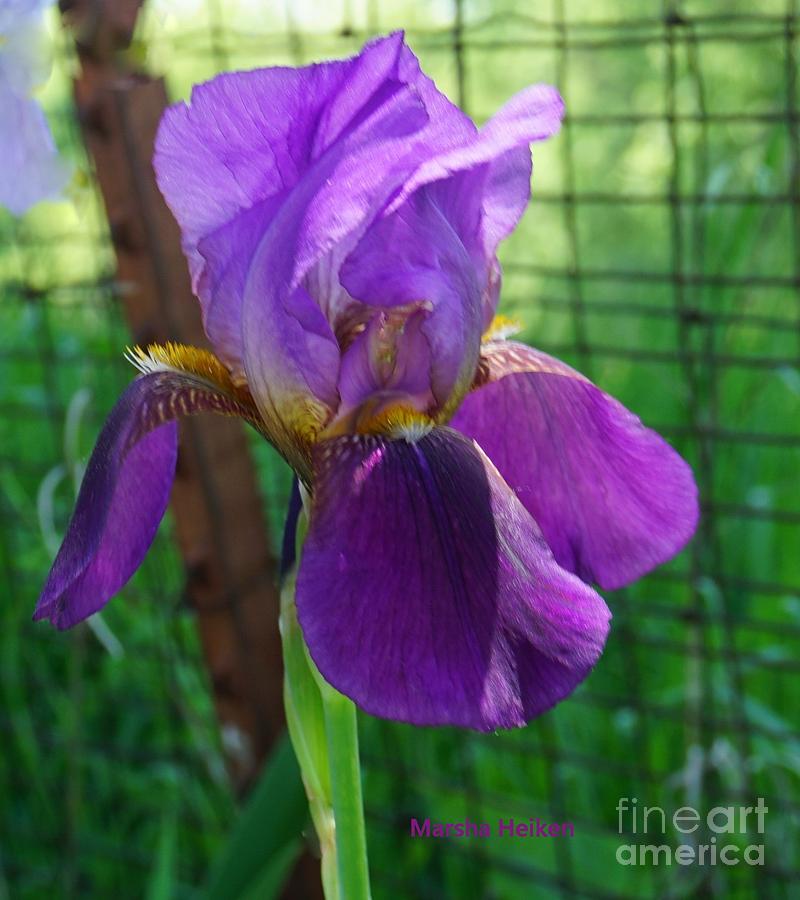 Iris Leaning on a Country Fence Photograph by Marsha Heiken