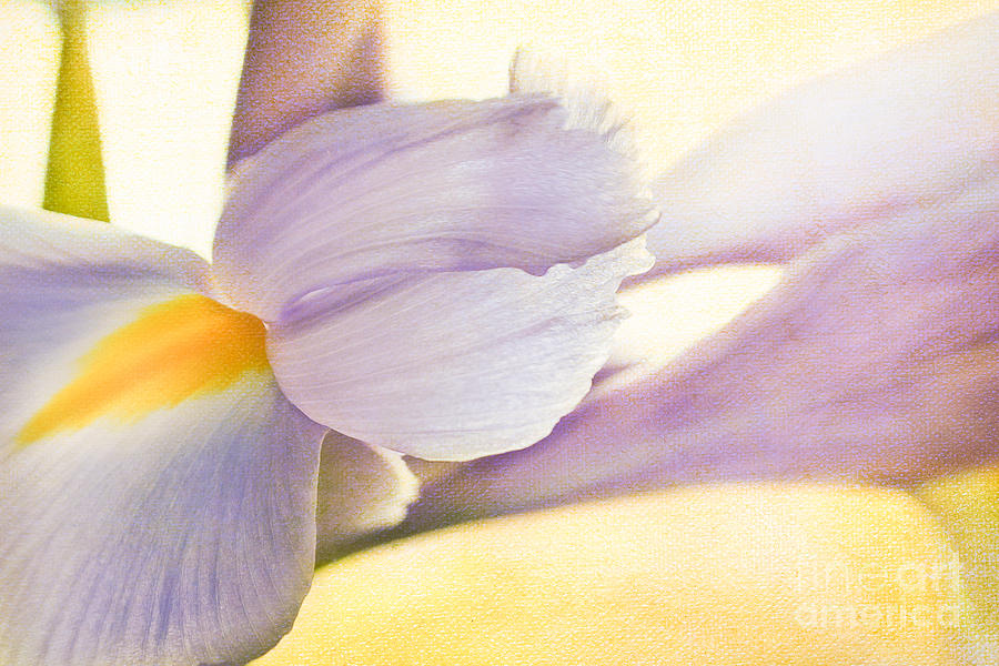 Iris Photograph - Iris by Lisa McStamp Iris Photograph - Iris by Lisa McStamp