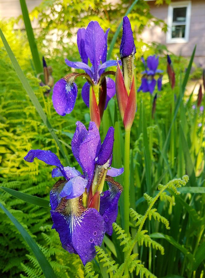iris un amore vero