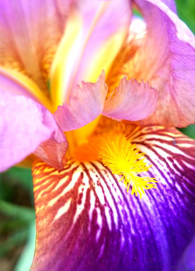 Iris Photograph - Iris Love by Vijay Sharon Govender