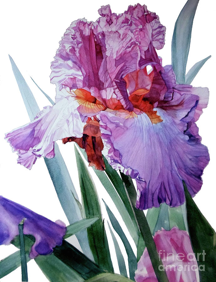 Watercolor of an Iris in Pink, Lilac and Red Painting by Greta Corens