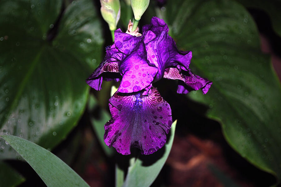 Floral Photograph - Iris by M Ryan Floral Photograph - Iris by M Ryan