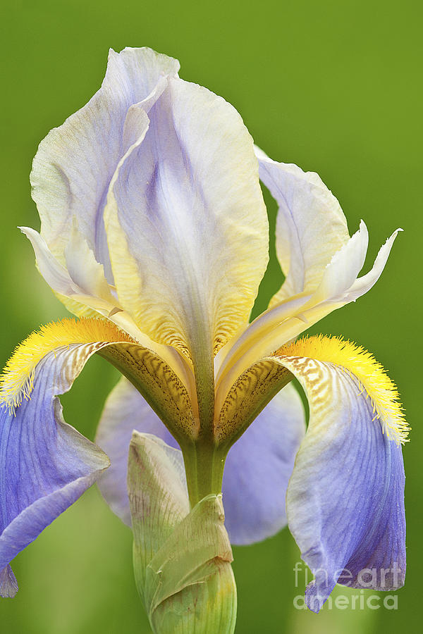Nature Photograph - Iris Mady Carriere by Regina Geoghan
