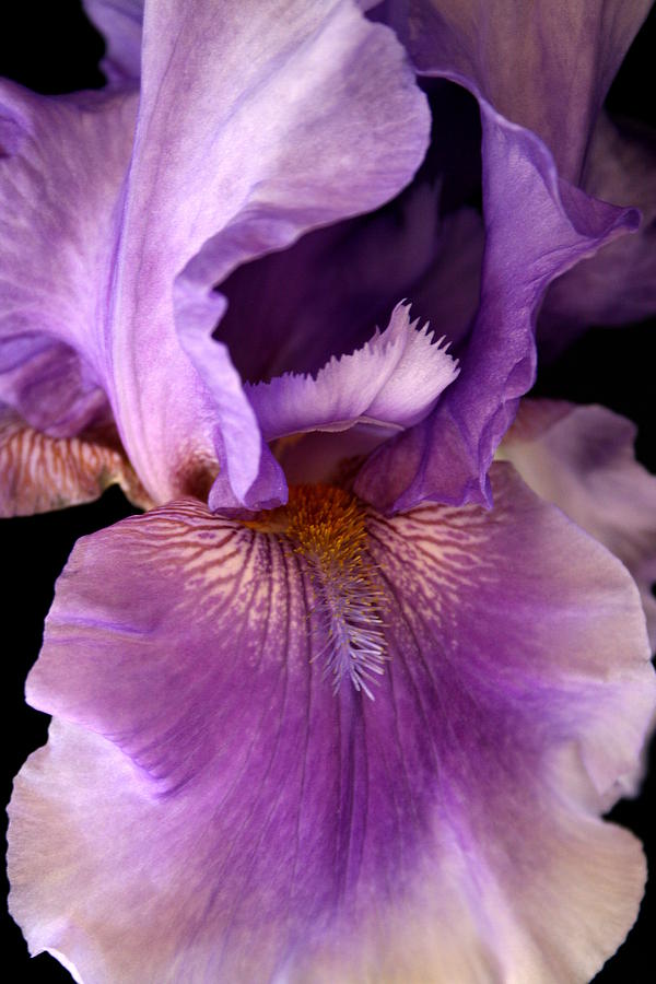 Iris Photograph by Marna Edwards Flavell