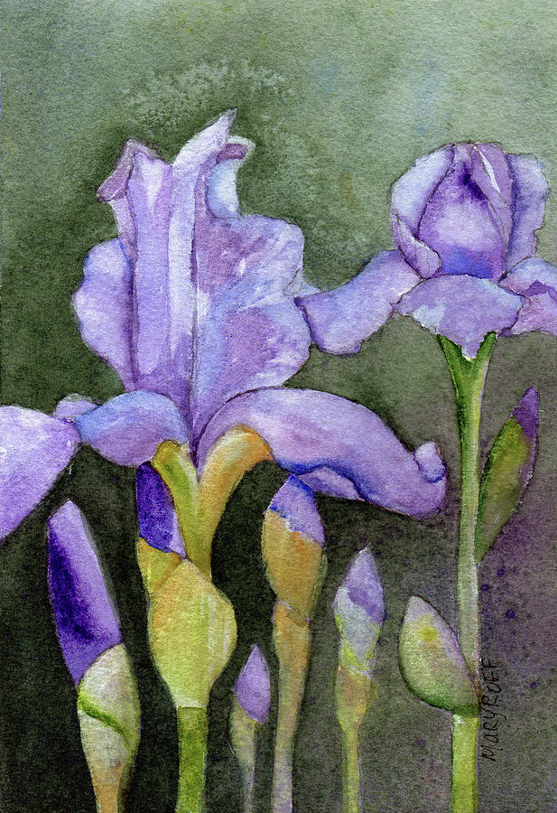 Iris Painting - Iris by Mary Roff