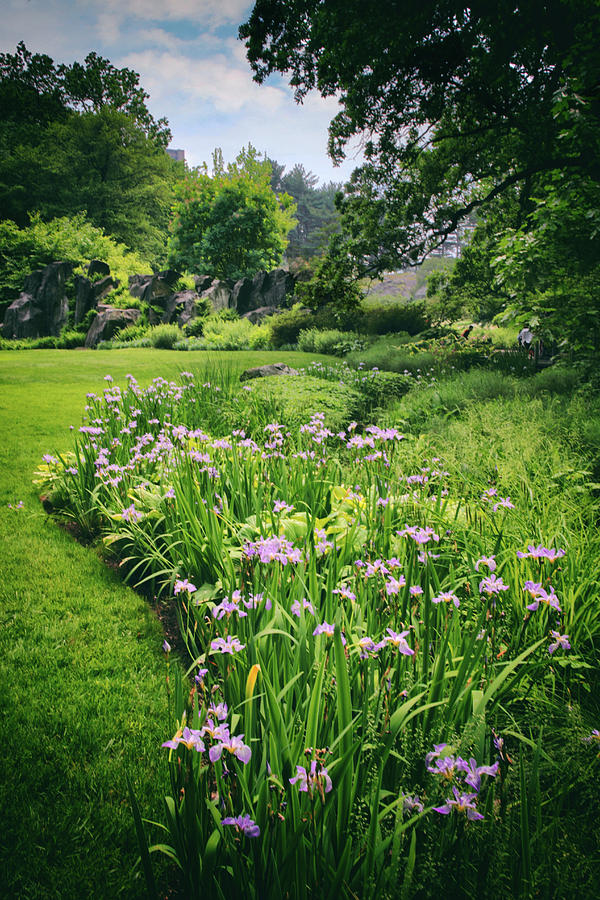 Iris Meadow Photograph by Jessica Jenney