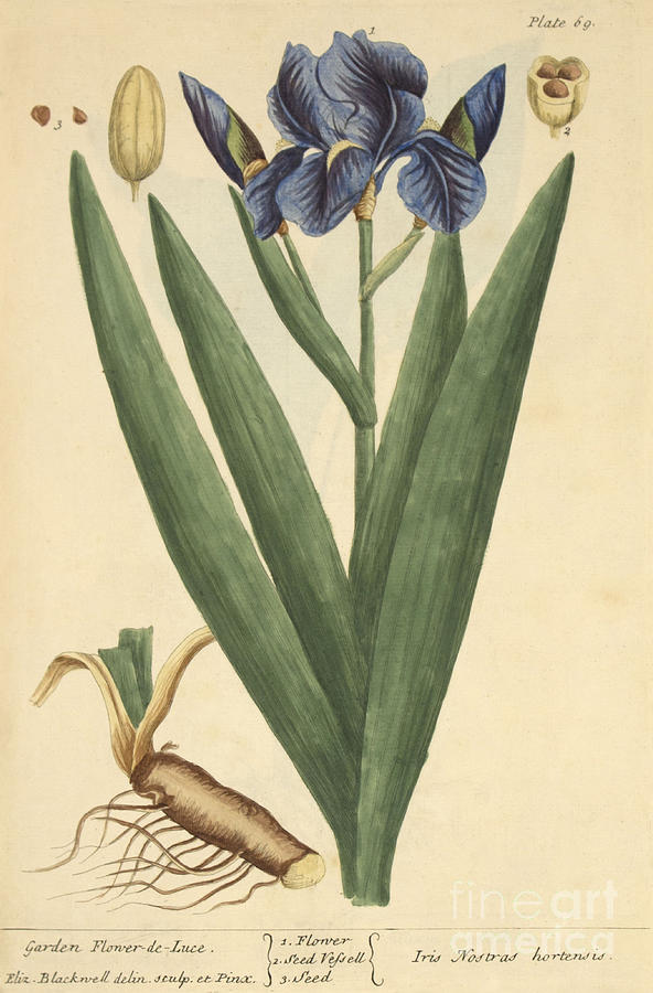 Iris, Medicinal Plant, 1737 Photograph by Science Source