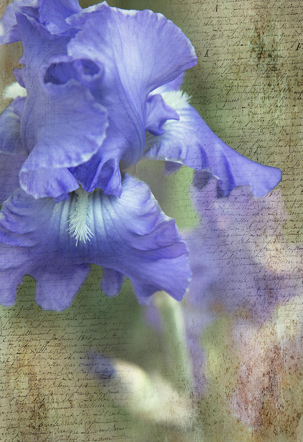 Iris Memories Photograph by Angie Vogel