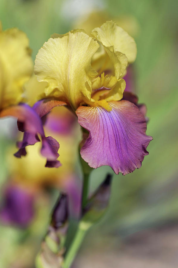 Iris Milestone. The Beauty of Irises Photograph by Jenny Rainbow