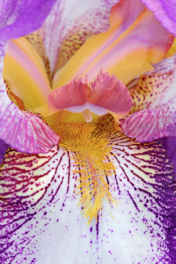 Flower Photograph - Iris Mount Timp Beauty by Regina Geoghan