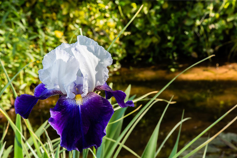 Iris Near Pond Photograph by Dennis Swena