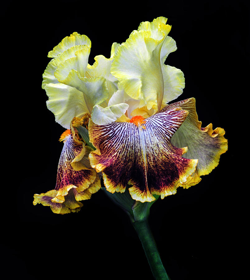 Iris of Many Colors Photograph by Dave Mills