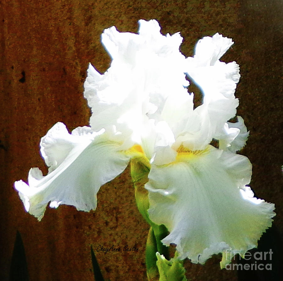 Iris Of White 2 Photograph