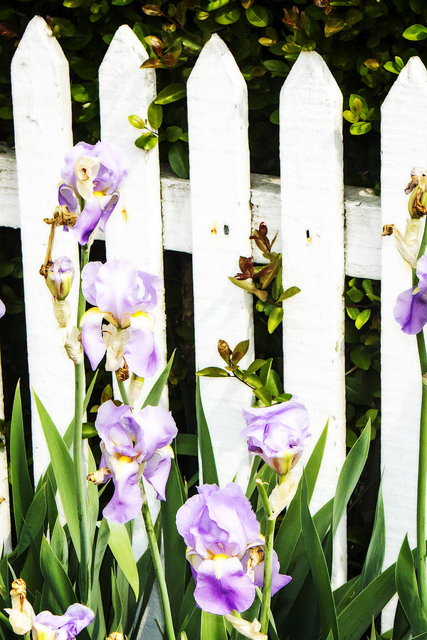 Iris on a Fence Photograph by Alan Hausenflock