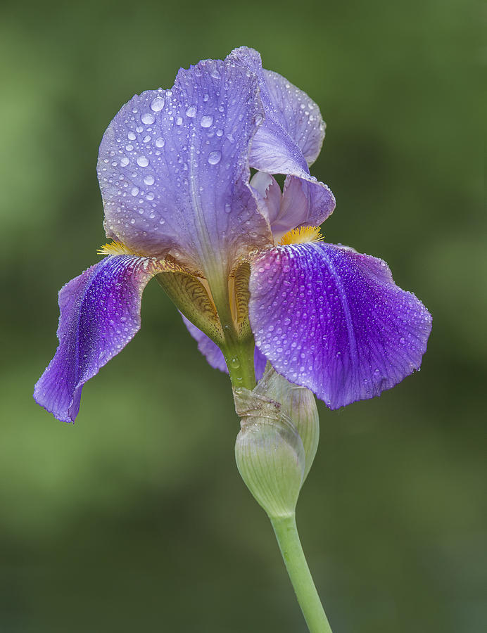 Iris on a Rainy Day Photograph by Sue Matsunaga - Fine Art America