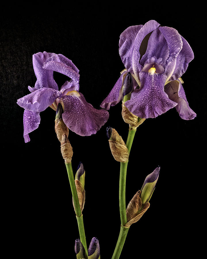 Iris On Black Photograph by Wes and Dotty Weber
