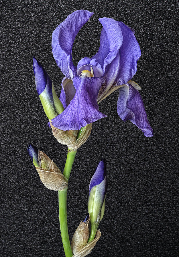 Iris On Black Leather Photograph by Wes and Dotty Weber