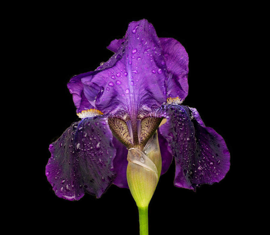 Iris on Black Photograph by Sandy Keeton