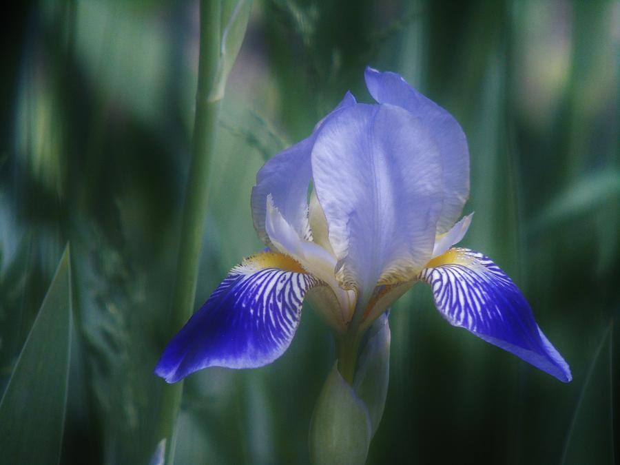 Iris on Mystic Blue Photograph by Barbara St Jean