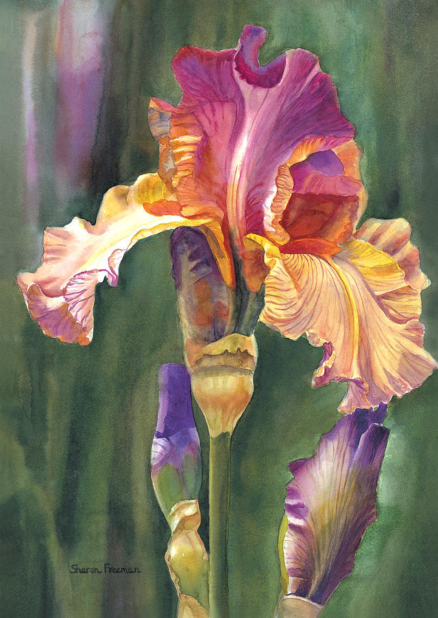 Iris Painting - Iris on the Warm Side by Sharon Freeman