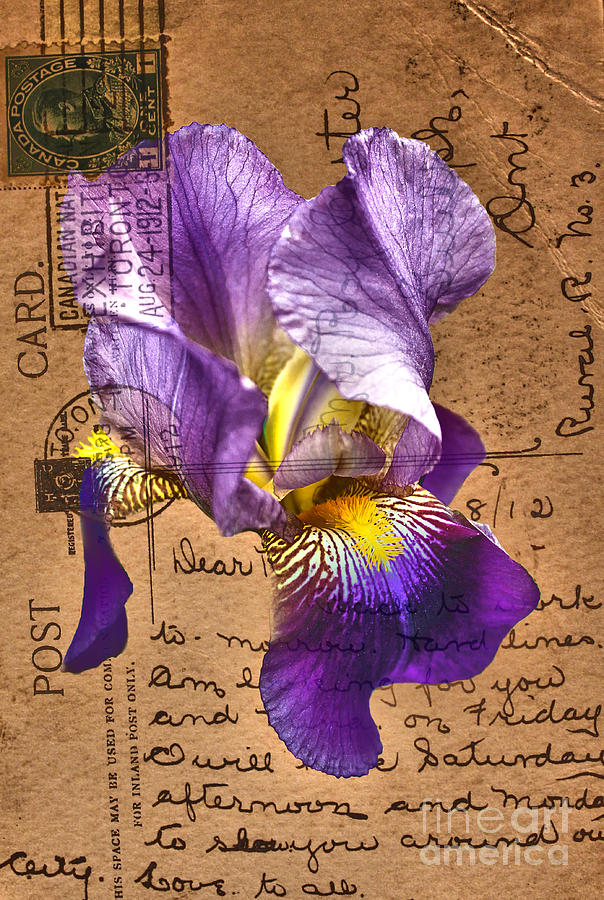 Flower Photograph - Iris on Vintage 1912 Postcard by Nina Silver