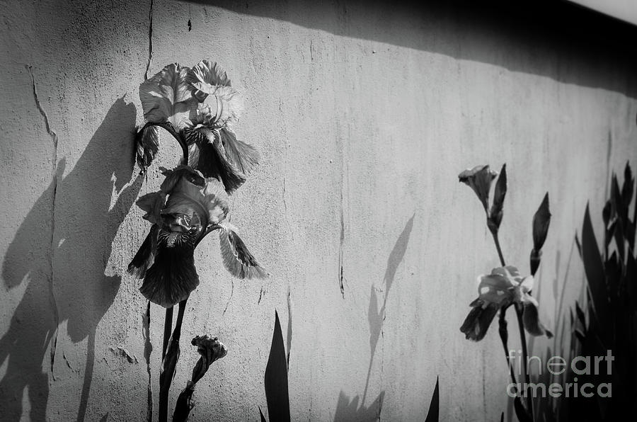 Iris on Wall in Black and White Botanical / Nature / Floral Photograph Photograph by PIPA Fine Art - Simply Solid