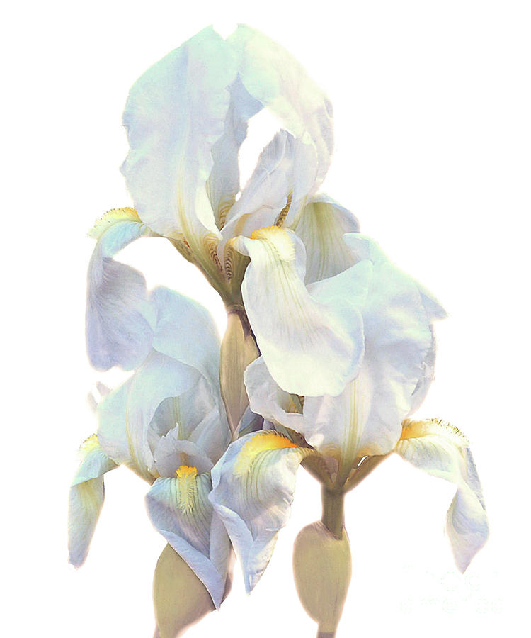 Iris on White Photograph by Ken Frischkorn