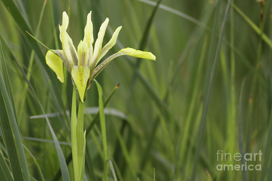 Iris palaestina Photograph by Alon Meir