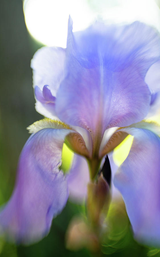 Iris pallida Photograph by Pamela Taylor