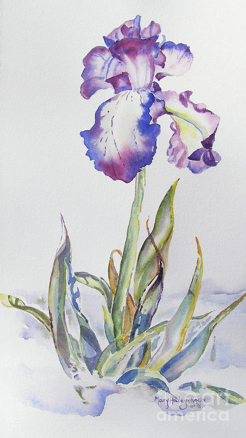 Iris Passion Painting by Mary Haley-Rocks