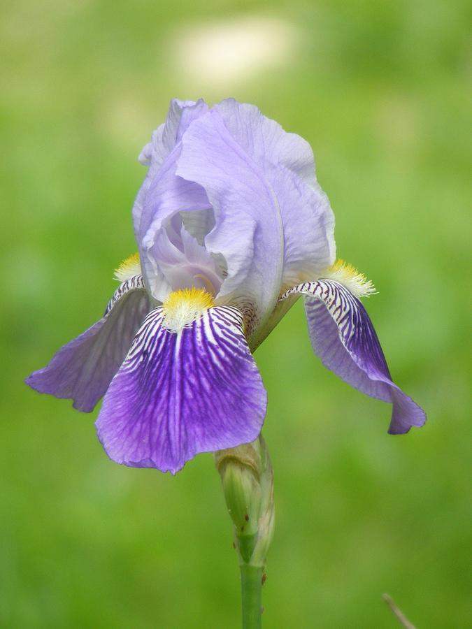 Iris Photograph by Patricia Bricker - Fine Art America