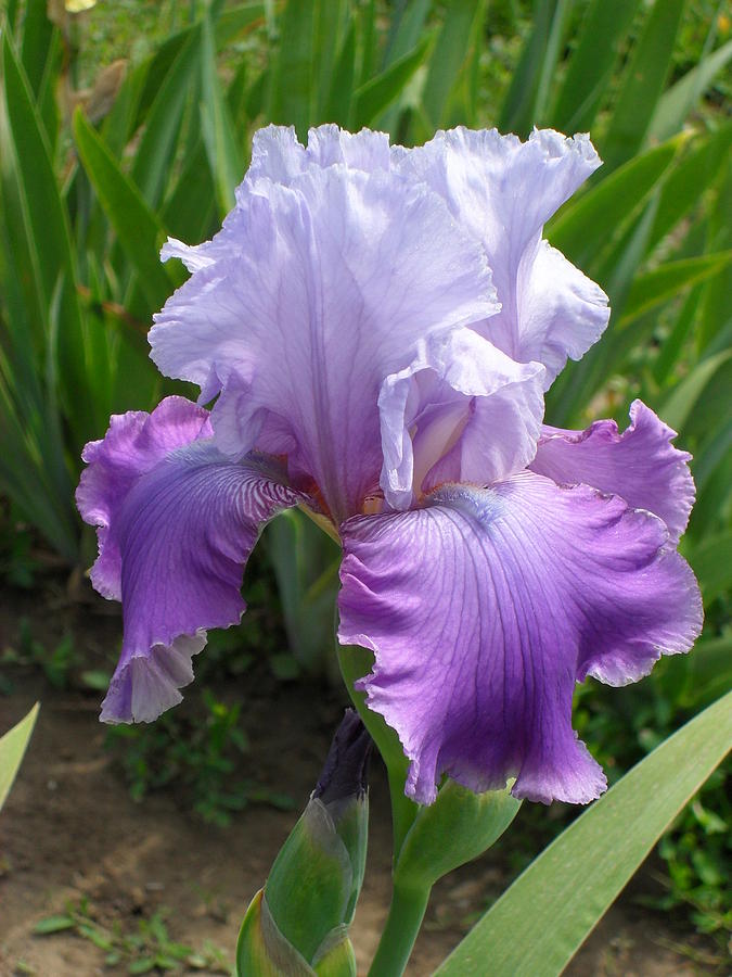 Iris Photograph by Peggy King