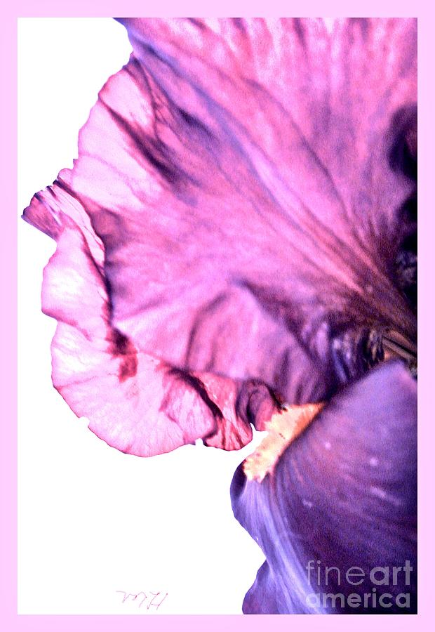 Iris Petal Close Up Photograph by Marsha Heiken