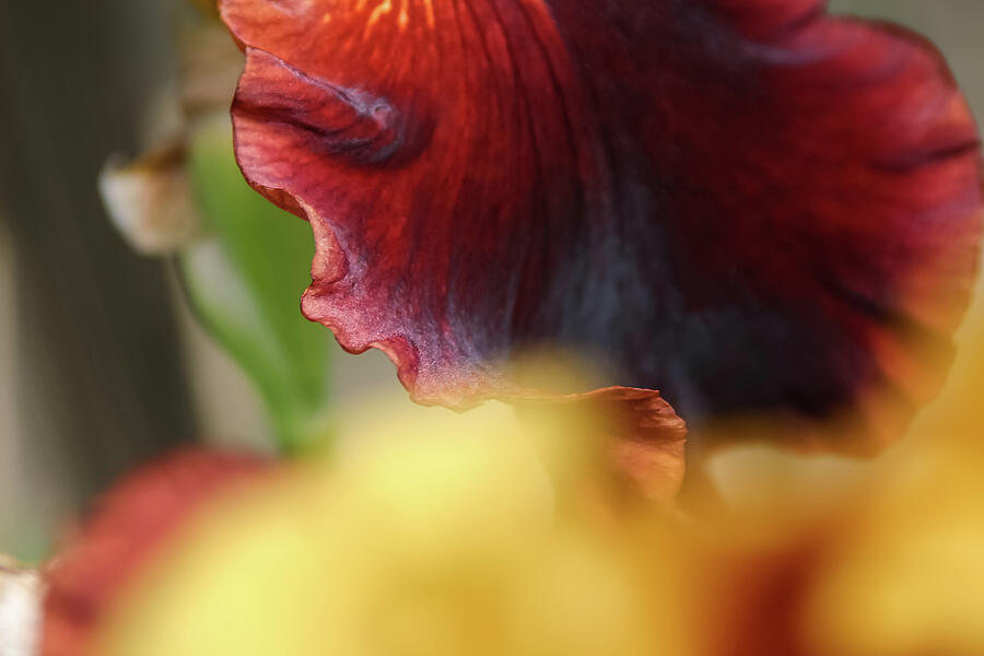 Iris Petals 2 -  Photograph by Julie Weber