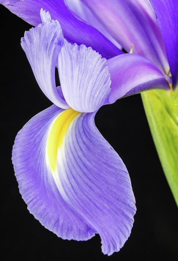 Iris Petals Photograph by Georgette Grossman