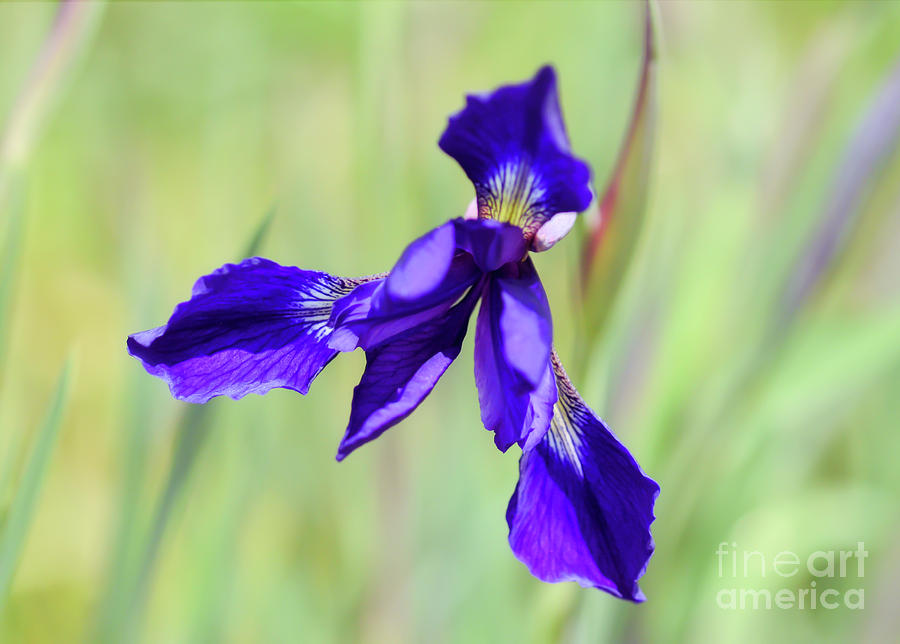 Iris Petals of Purple Photograph by Kerri Farley