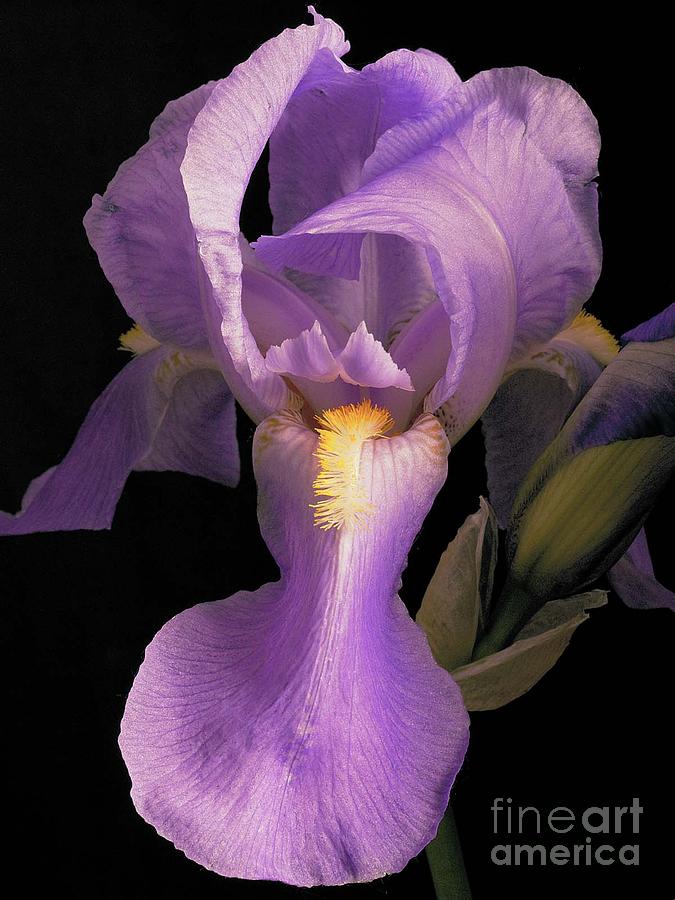 Iris Photograph - Iris by Peter Lerman