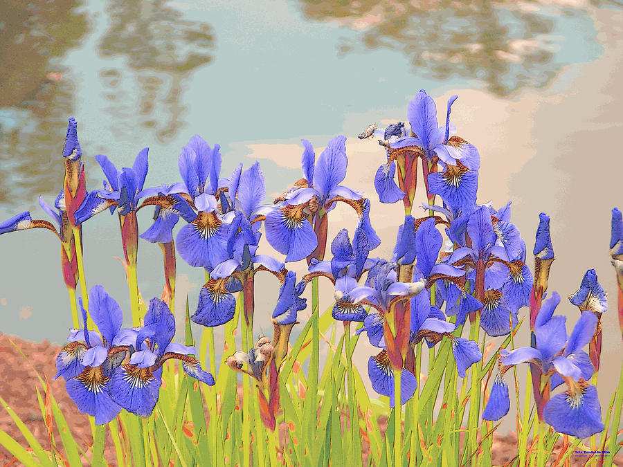 Iris Pondside 39m Digital Art by Brian Gryphon