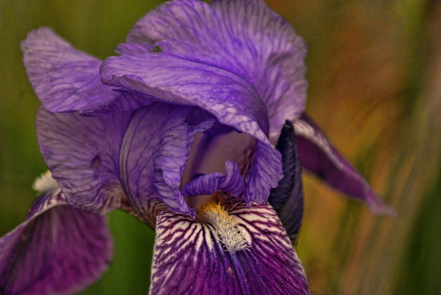 Iris Popping Out Photograph by Rick Friedle - Fine Art America