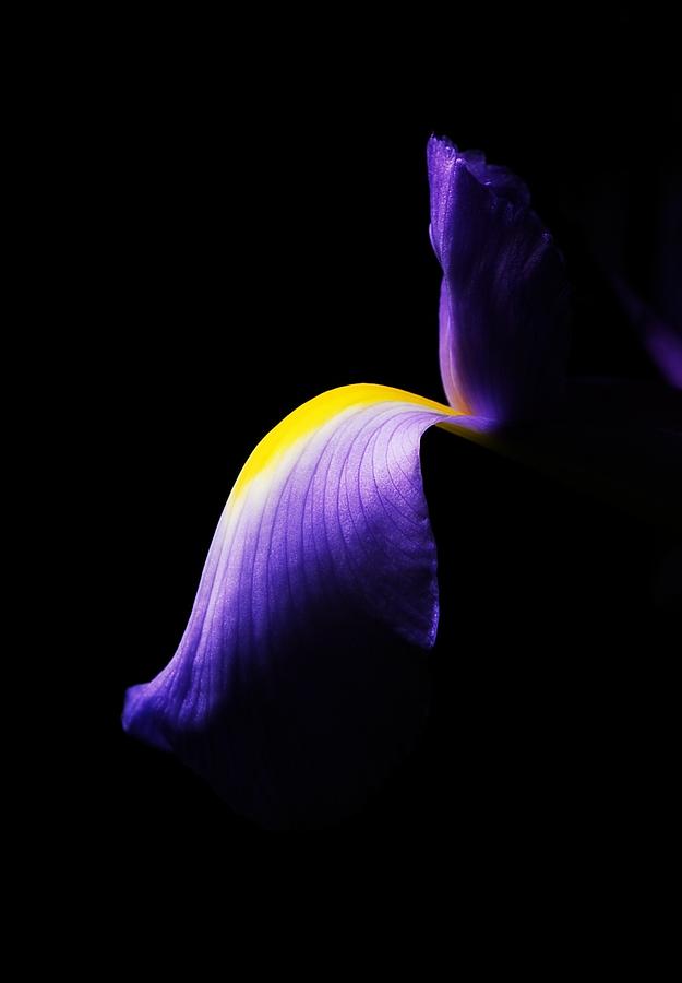 Iris Profile Photograph by Earl Devendorf